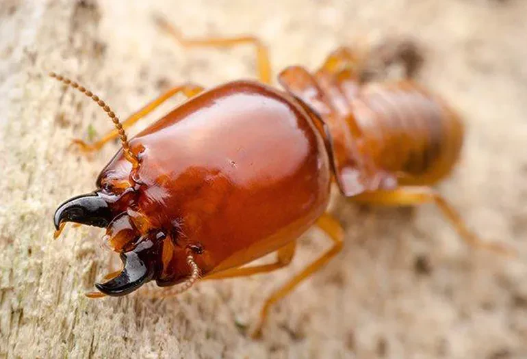 Termites Control In Omaha And Council Bluffs Area Pratt Pest Control 