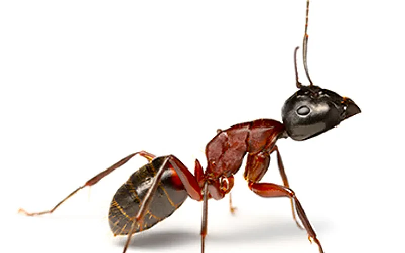 Carpenter Ant Biology and Control