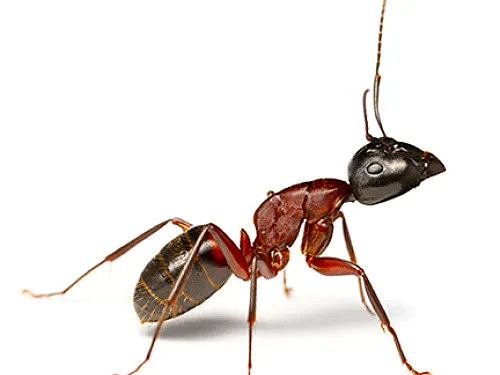 Carpenter Ant Biology and Control