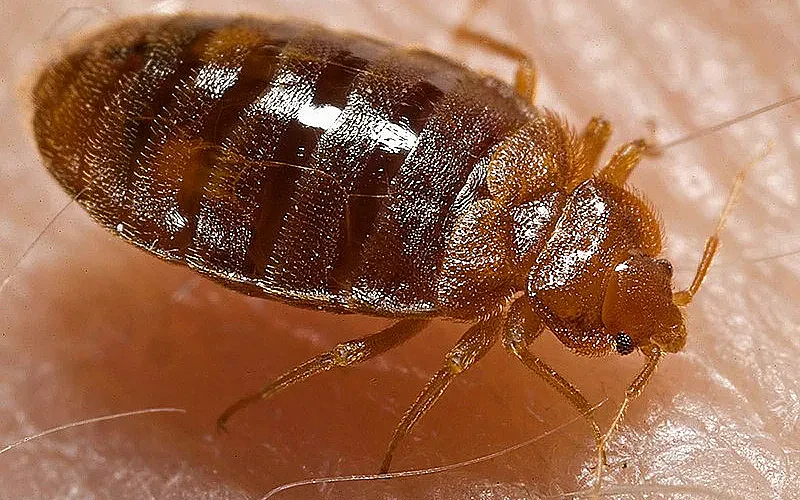 Keeping your home free from Bed Bugs
