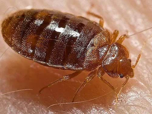 Keeping your home free from Bed Bugs