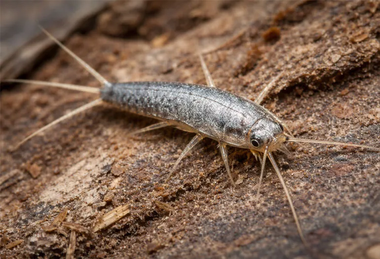 Silverfish