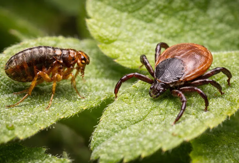 Fleas & Ticks