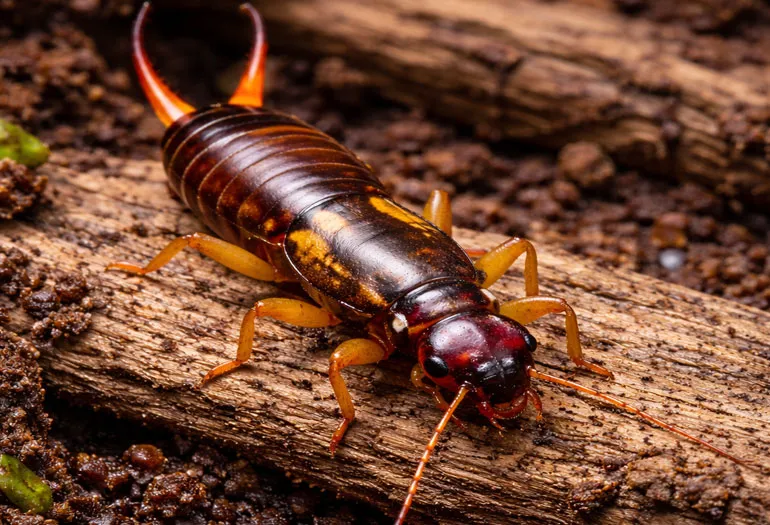 Earwigs