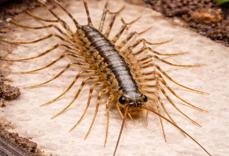 House Centipedes