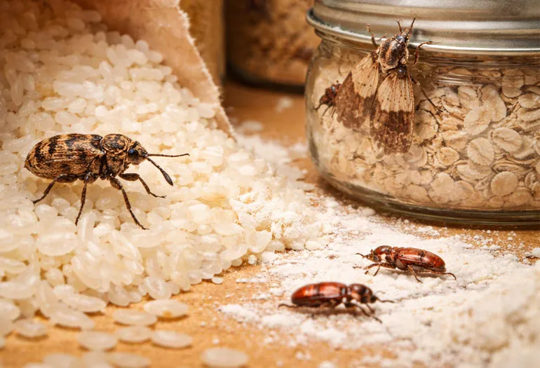 Pantry Pests
