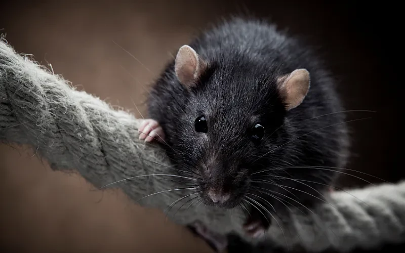 Common Types of Rodents Invading Homes