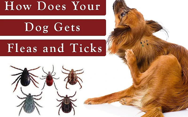 How Does Your Dog Gets Fleas and Ticks